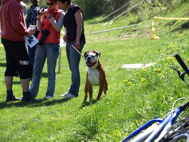 www.atibox.net * www.euroboxer.eu * www.boxergenealogia.eu